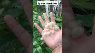 Spiderlings  Derby spiders fyp viralvideo spiderling spider gagamba spidernorthph [upl. by Giarla]