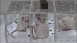 Neonatal capsaicin treatmentinduced asthmalike symptoms in rats – Supplementary video ID 124902 [upl. by Oreste]