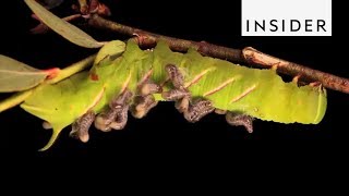 How Parasitoids Survive [upl. by Limbert]