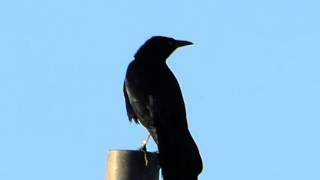 00001 Greattailed Grackle singing [upl. by Goodill800]