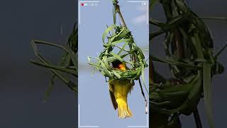 Yellow Weaver Birds Amazing Nest Building Skills A Master Architect at Work weaverbird shorts [upl. by Rehptosirhc]