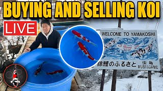 BUYING AND SELLING KOI IN JAPAN  LIVE [upl. by Derfla]