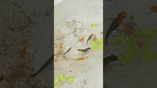 😱🐟গোল ডাস্ট মলিfish fishtank islamicgojol islamicmusic [upl. by Adriaens98]