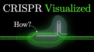 But what is CRISPRCas9 An animated introduction to Gene Editing some2 [upl. by Zachary]