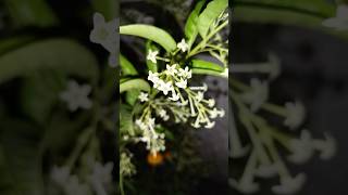 Night blooming  Jasmine flower music nature vvvlogs plants vlog [upl. by Atnoled]