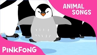 Waddle Emperor Penguin  Penguin  Animal Songs  Pinkfong Songs for Children [upl. by Siroval881]