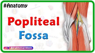 Popliteal fossa Anatomy Animation  Boundaries Contents and Relations  USMLE Step 1 [upl. by Meedan]