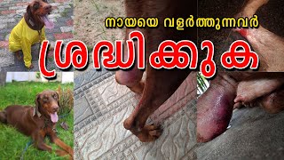 DORA യുടെ ജീവനെടുത്തത് ആര് Chronic Kidney Disease Risks in Dogs Exposed to Ticks  Lyme Disease [upl. by Brigitta31]