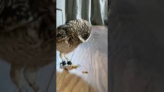 Burrowing owl running tippy taps🦉 owl cuteowl owls shorts [upl. by Nitza250]