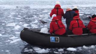 Up Close with a Stinky Minke in Antarctica [upl. by Matless]