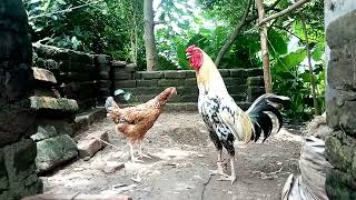 Rooster and Hen Clucking  Chicken Video  Hen Sound [upl. by Thisbe593]