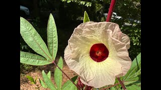 Growing Roselle in Containers From Seed Hibiscus sabdariffa [upl. by Panaggio]