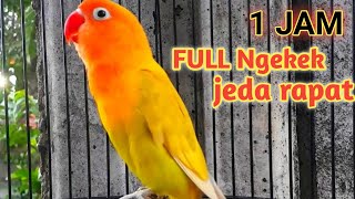 masteran lovebird ngekek 1 jam full ngekek jeda rapat  pancingan lb ngekek panjang [upl. by Aicirt]