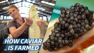 How Russian Sturgeon Caviar Is Farmed and Processed — How To Make It [upl. by Aiclef]