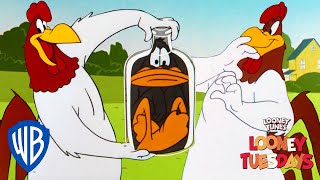 Looney Tuesdays  Iconic Characters Foghorn Leghorn  Looney Tunes  WB Kids [upl. by Fionna]