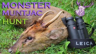 MONSTER Muntjac Buck Hunt UK 2014 HD [upl. by Nwahshar974]