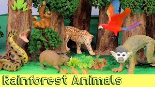 Meet the Amazon Jungle Animals  DIY Diorama [upl. by Alrich]