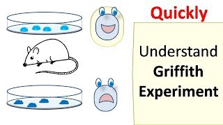 Griffiths experiment [upl. by Arline]