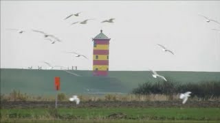 Pilsumer Leuchtturm von Wildgänsen und Möwen umschwärmt Ostfriesland Krummhörn [upl. by Forsta]