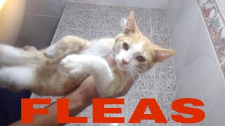 how to get rid of fleas in cats [upl. by Tiram]