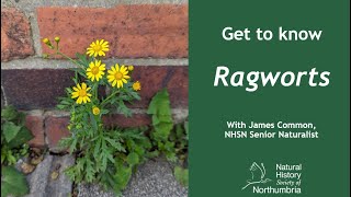 Get to Know Ragworts [upl. by Cooperman]