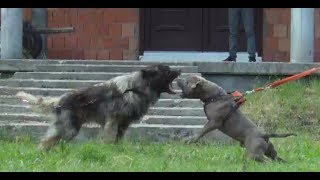 Sarplaninac Rex and American Bully Tyson [upl. by Alamak287]