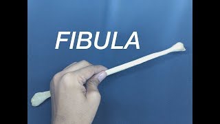 FIBULA  GENERAL FEATURES AND ATTACHMENTS [upl. by Orvah]