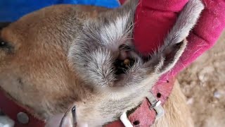 How To Clean Some Big Ticks and Small Ticks From Dogs Ear  Getting Out Ticks From Poor Dog [upl. by Lovmilla504]