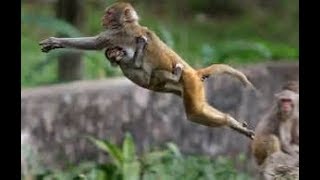 Monkey jumping from tree to tree [upl. by Slaohcin960]