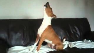 Basenji howling to Countdown clock [upl. by Dnama]