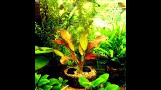 Pelvicachromis pulcher  aquascaping [upl. by Xymenes]