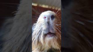 Happy guinea pigs wheeking and squeaking asmr guineaPigcage guineaPigCare guineaPigs [upl. by Gerdi]