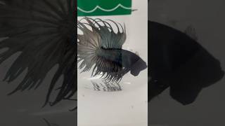 Siamese Fighting Betta Fish… CROWN TAIL BETTA FISH One Of The Most Beautiful Fish In The World [upl. by Anelrad528]