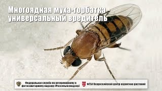 Многоядная мухагорбатка  универсальный вредитель [upl. by Kelwunn]