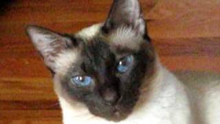 Talking Siamese Cat VERY talkative She answers all my questions [upl. by Narmi]