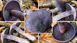 Dunkelvioletter Schleierling Verwechslung  Mitternachtspilz Cortinarius violaceus  Pilzportrait [upl. by Neerihs]