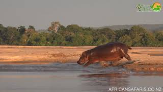 How fast can a hippo run [upl. by Lazaro]