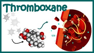 Thromboxane  Structure Biosynthesis and function [upl. by Radie]