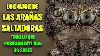 LOS OJOS DE LAS ARAÑAS SALTADORAS  TODO LO QUE POSIBLEMENTE AUN NO SABES [upl. by Berthoud]