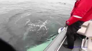 Humpback Whale makes noises [upl. by Aleil]