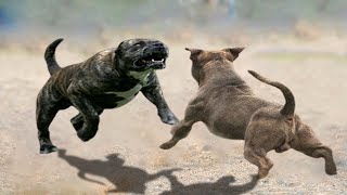 Pitbull vs Presa Canario  Presa Canario vs Pitbull in a real fight  Pitdog [upl. by Efioa998]