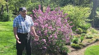 How To Prune Lilacs  To Keep Them Healthy Vigorous Free Flowering amp Well Formed 😉👏👍✂️💚 [upl. by Virgin]