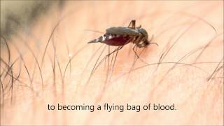 Mosquito Drinking Blood [upl. by Voorhis]