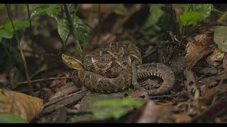 Bothrops asper  Ecuador [upl. by Okoy213]