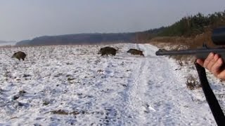 Polowanie zbiorowe na dziki Drückjagd  vildsvinsjakt  wild boar hunting Chasse Au Sanglier [upl. by Aziram22]