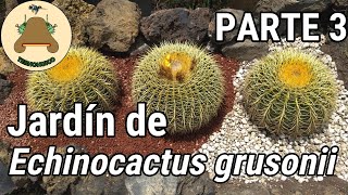 Jardín de Echinocactus grusonii Parte 3 de 3 [upl. by Arec396]