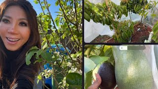 7 Lychee trees update in ground  Lamb Hass drop 🇦🇺🌼😊 [upl. by Revert]