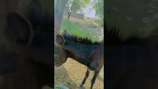 Donkey RajaDonkey Kingtrendingyoutubeshorts funnyvideo viarlshorts [upl. by Eseila]