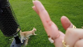 Got Scratched By A Cute Cat😍  Salam Park  Riyadh  Vlog  Rodela Hiba [upl. by Scoter]