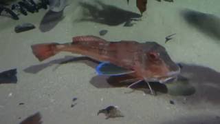 a walking Tub Gurnard fish in the London Aquarium [upl. by Anailuig]